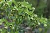 Floraison de l'Helleborus foetidus en hiver. ©Katarzyna., AdobeStock